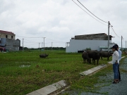 Bất động sản 24h: Vướng mắc v&igrave; quy định nguồn gốc đất dự &aacute;n