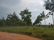 Đắk Lắk: 1.700 ha đất rừng bốc hơi sạch trong v&ograve;ng 10 năm