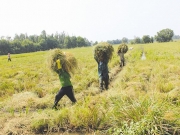 Thị trường &ldquo;ngầm&rdquo; quyền sử dụng đất n&ocirc;ng nghiệp đang &ldquo;nổi&rdquo;