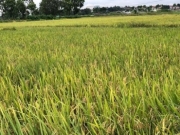 H&agrave; Nội chuyển đổi hơn 507 ha đất l&uacute;a, đất rừng l&agrave;m c&ocirc;ng tr&igrave;nh, dự &aacute;n