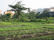 Nhiều hộ d&acirc;n vườn rau phường 6, T&acirc;n B&igrave;nh đ&atilde; nhận tiền hỗ trợ