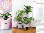 Cách để "ngụy trang" chậu cây trồng trang trí trong nhà